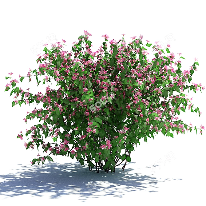 Flowering Weigela Bush Trio | Weigela Florida 3D model image 3