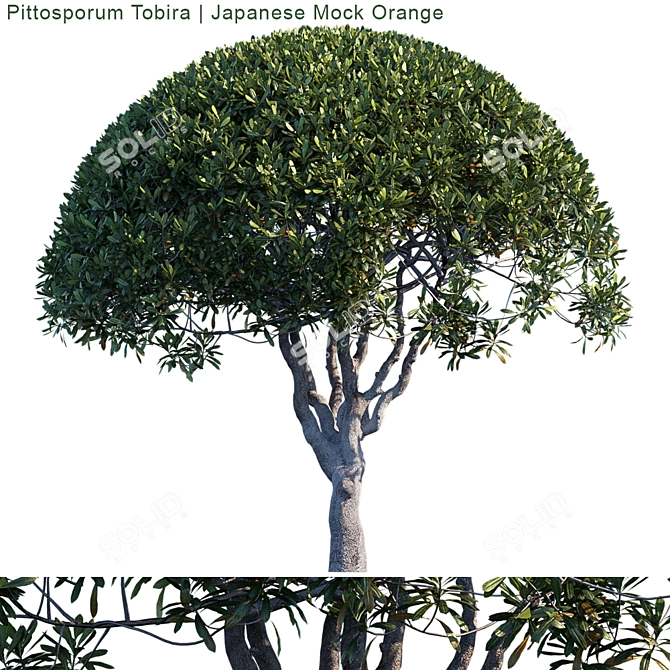 Elegant Pittosporum Tobira Tree 3D model image 1