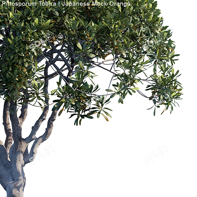 Elegant Pittosporum Tobira Tree 3D model image 2