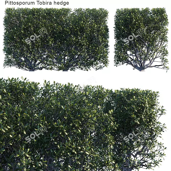 Lush Pittosporum Tobira Hedge 3D model image 1