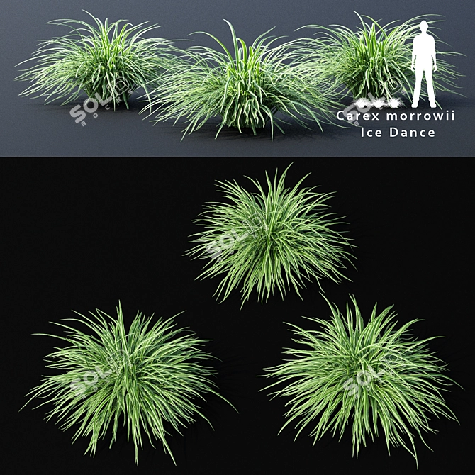 Sedge Morrova | Carex Ice Dance Grass 3D model image 1