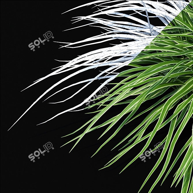 Sedge Morrova | Carex Ice Dance Grass 3D model image 2