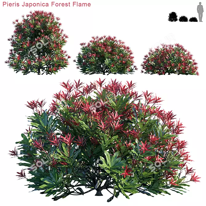 Vibrant Pieris Japonica Forest Flame 3D model image 1