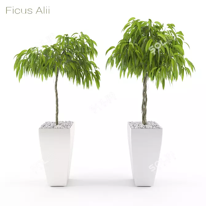3D Ficus Alii Set: Lifelike Greenery 3D model image 1