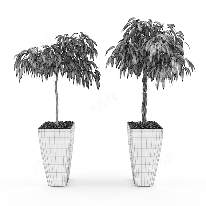 3D Ficus Alii Set: Lifelike Greenery 3D model image 3