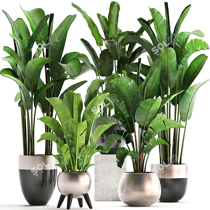 Exotic Plant Collection: Banana Palm & Ravenala 3D model image 1