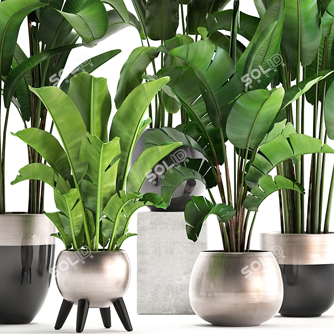 Exotic Plant Collection: Banana Palm & Ravenala 3D model image 2