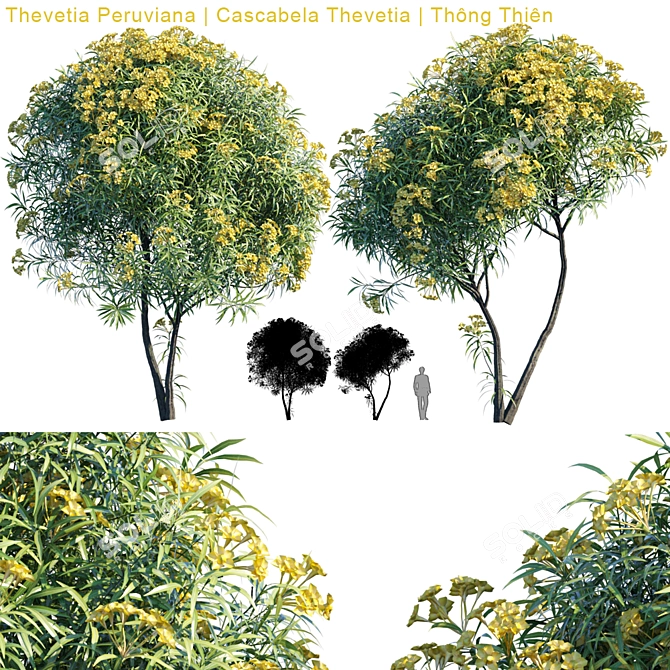 Versatile 3D Model | Thevetia Peruviana 3D model image 1