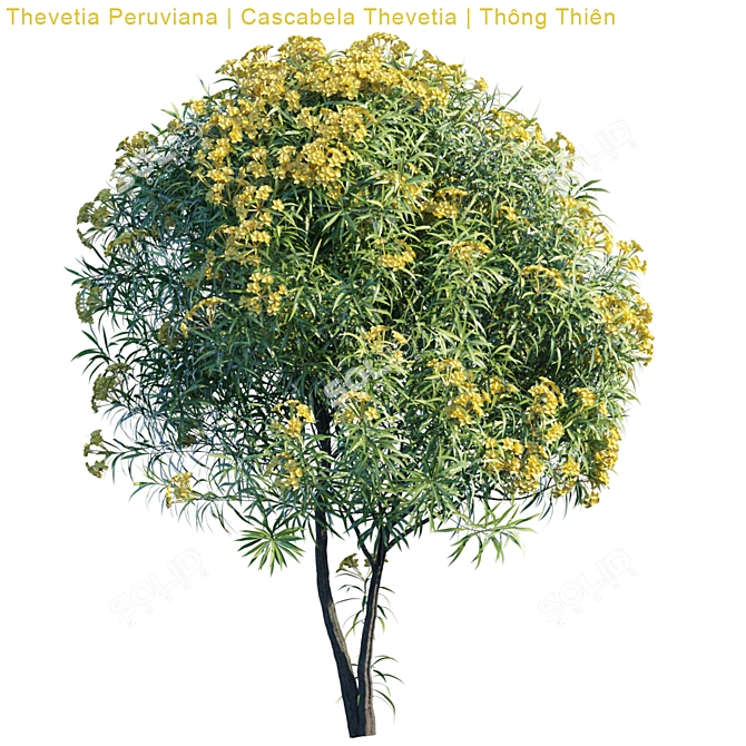 Versatile 3D Model | Thevetia Peruviana 3D model image 2