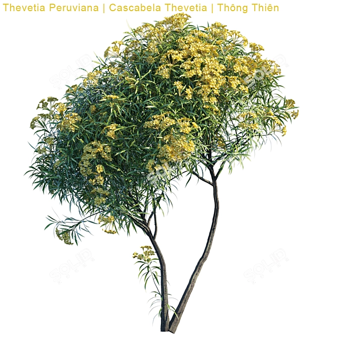Versatile 3D Model | Thevetia Peruviana 3D model image 3