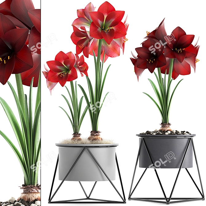 Exotic Hippeastrum Collection. 3D model image 1