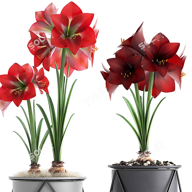 Exotic Hippeastrum Collection. 3D model image 2