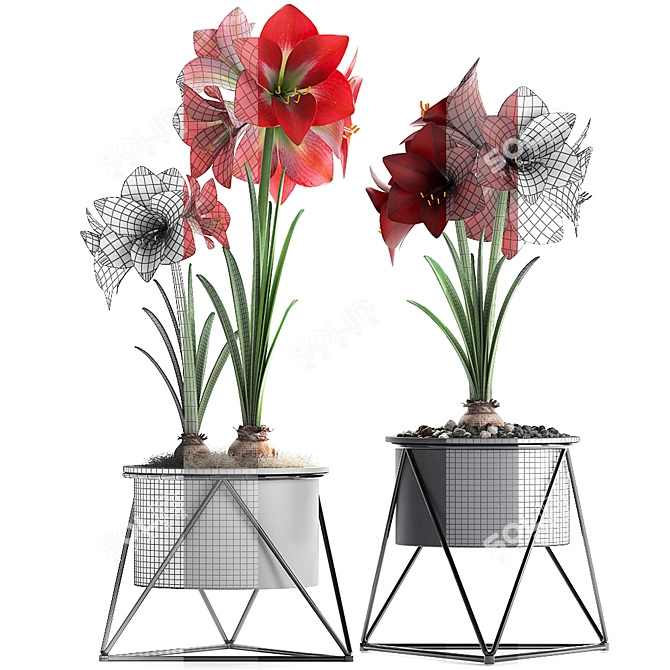 Exotic Hippeastrum Collection. 3D model image 3