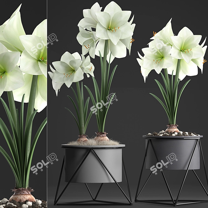 Exquisite Hippeastrum Collection: Perfect Indoor Plants! 3D model image 1