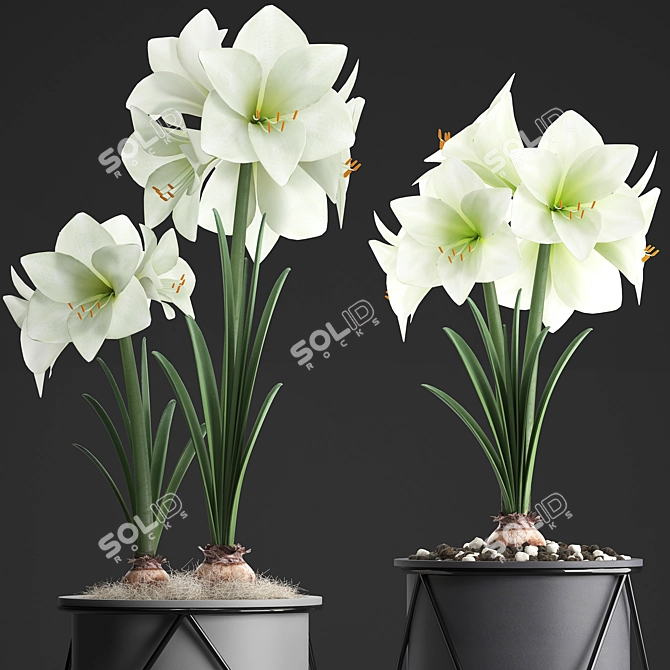 Exquisite Hippeastrum Collection: Perfect Indoor Plants! 3D model image 2