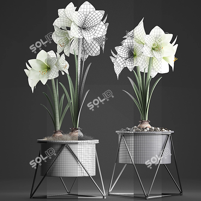 Exquisite Hippeastrum Collection: Perfect Indoor Plants! 3D model image 3