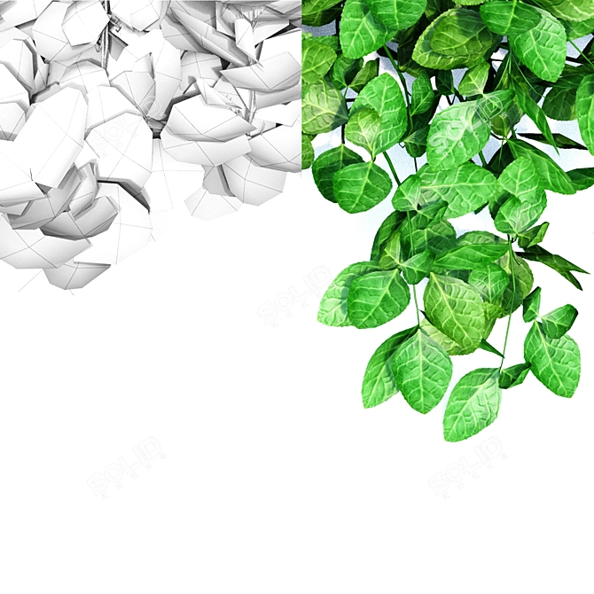 Euonymus Fortunei Coloratus Bush | 3D Models 3D model image 2