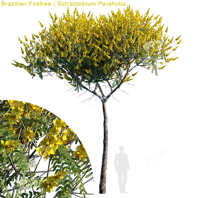 Exquisite Brazilian Firetree | Schizolobium Parahyba 3D model image 1