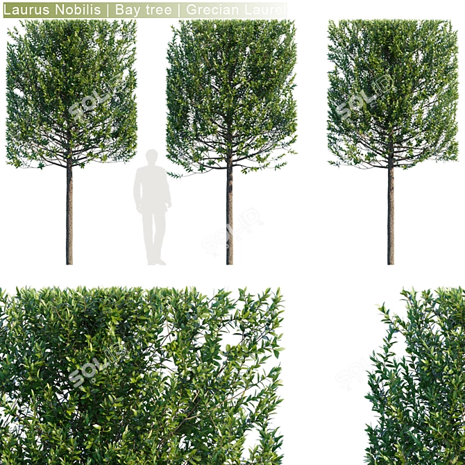 Grecian Laurel Hedge: Laurus Nobilis Bay Tree 3D model image 1