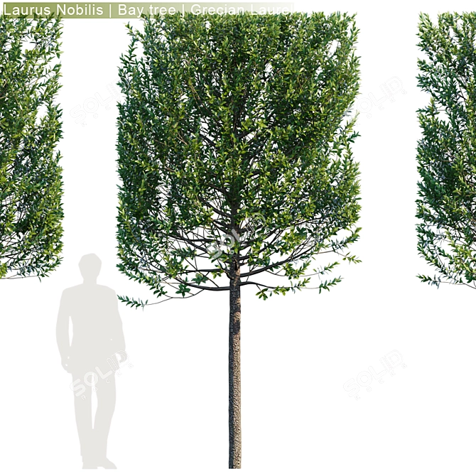 Grecian Laurel Hedge: Laurus Nobilis Bay Tree 3D model image 2