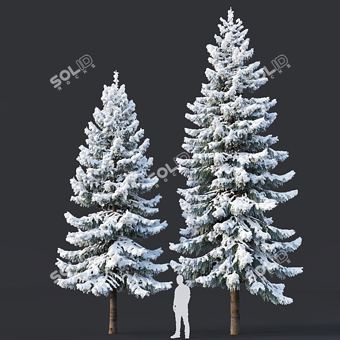 Snowy Spruce #6 - 8,10m Height 3D model image 1