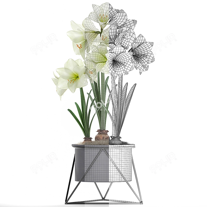 Exotic Hippeastrum Plant Collection 3D model image 3