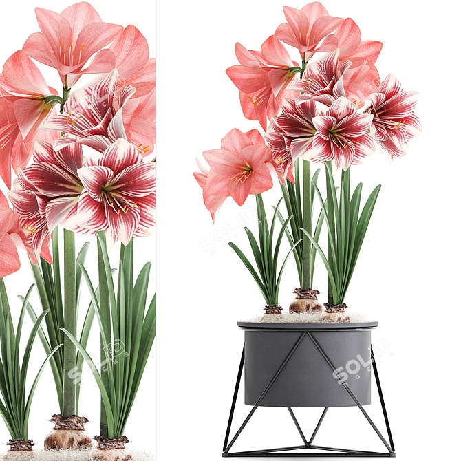 Exotic Hippeastrum Collection: Blooming Pink Beauties 3D model image 1