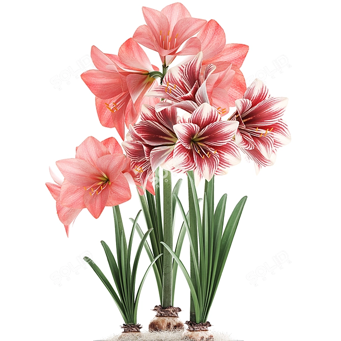 Exotic Hippeastrum Collection: Blooming Pink Beauties 3D model image 2