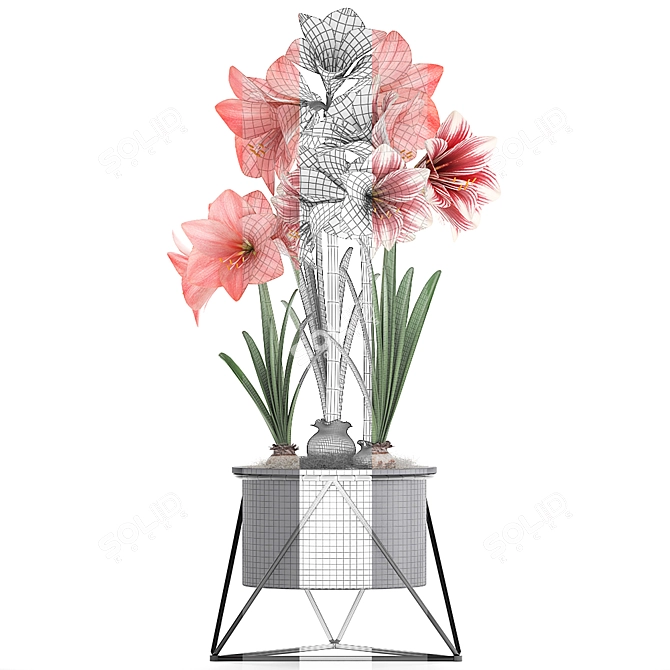 Exotic Hippeastrum Collection: Blooming Pink Beauties 3D model image 3