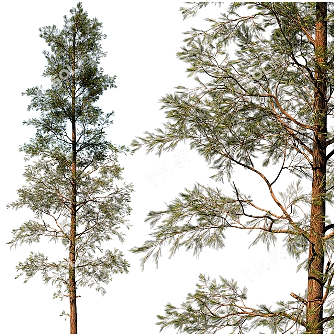 Evergreen Pine Tree: VRay Max14 3D model image 1
