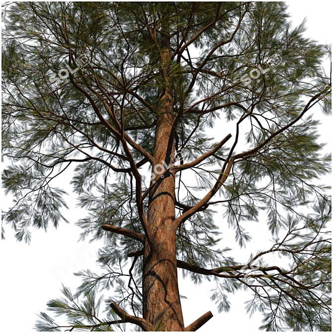 Evergreen Pine Tree: VRay Max14 3D model image 2