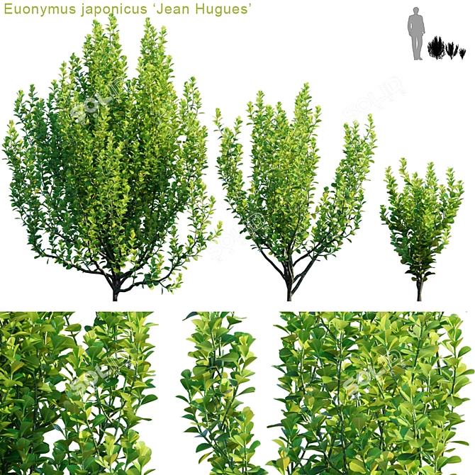 Elegant Euonymus japonicus "Jean Hugues 3D model image 1
