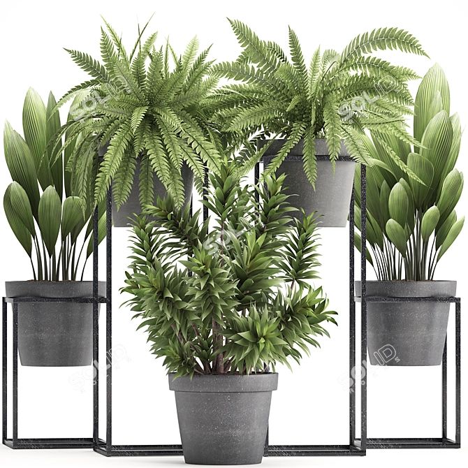 Exotic Plant Collection: Nephrolepis, Fern, Dracaena, Curculigo 3D model image 1