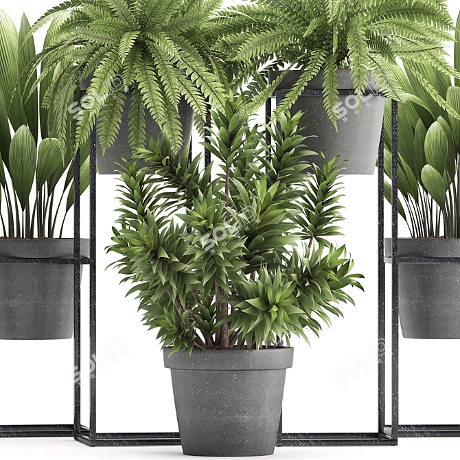 Exotic Plant Collection: Nephrolepis, Fern, Dracaena, Curculigo 3D model image 2