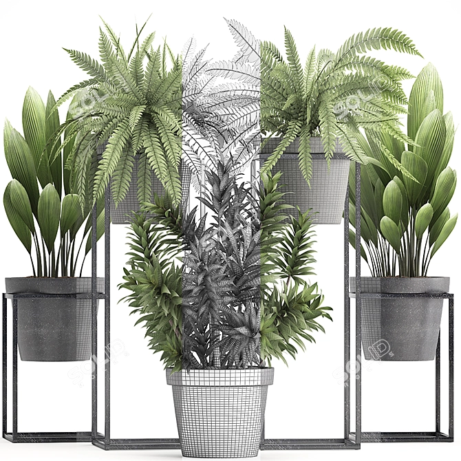 Exotic Plant Collection: Nephrolepis, Fern, Dracaena, Curculigo 3D model image 3