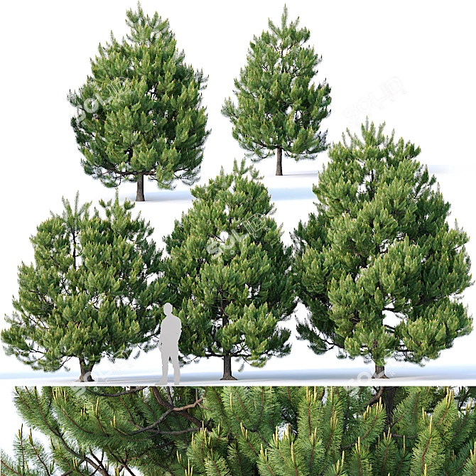 5 Majestic Pines for Stunning Landscape 3D model image 1