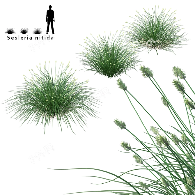 Title: Gleaming Sesleria Nitida Decorative Cereals 3D model image 1