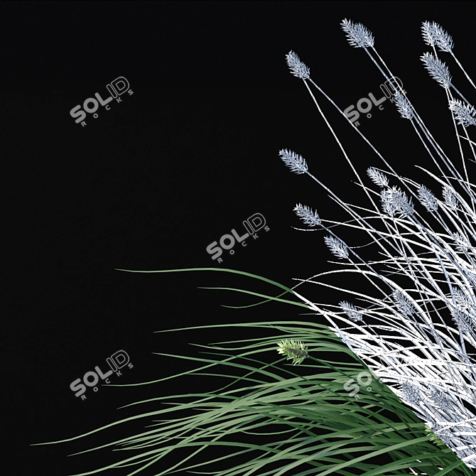 Title: Gleaming Sesleria Nitida Decorative Cereals 3D model image 2