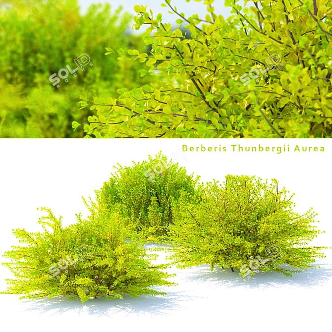 Golden Barberry Bushes | Berberis Thunbergii Aurea 3D model image 1