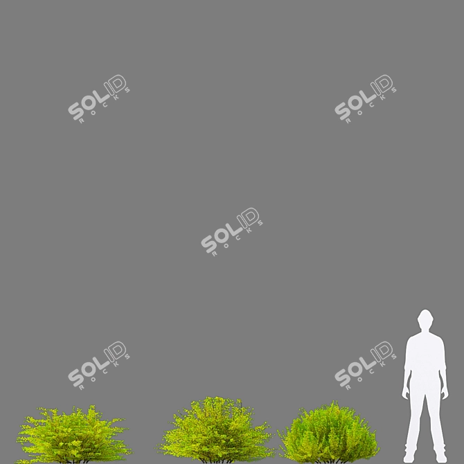 Golden Barberry Bushes | Berberis Thunbergii Aurea 3D model image 3