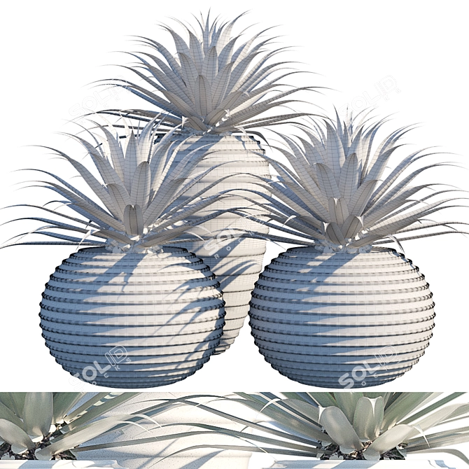 Succulent Collection: Agave 3D model image 2