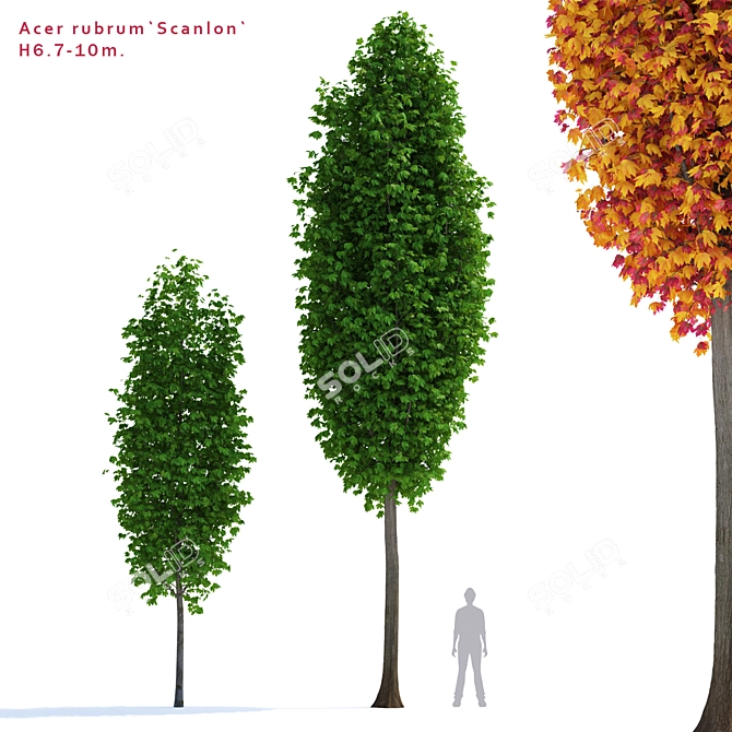 Vibrant Scarlet Scanlon Maple Tree 3D model image 1