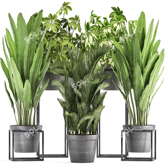 Exotic Houseplant Collection: Dypsis, Schefflera, Banana Palm 3D model image 1