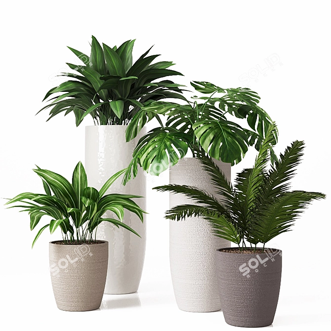 Tropical Indoor Plant Collection 3D model image 1