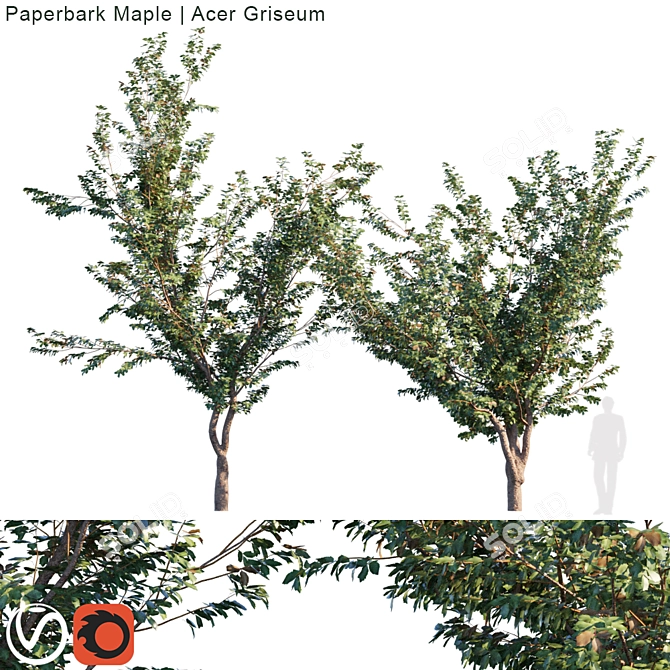 Exquisite Paperbark Maple Tree 3D model image 1