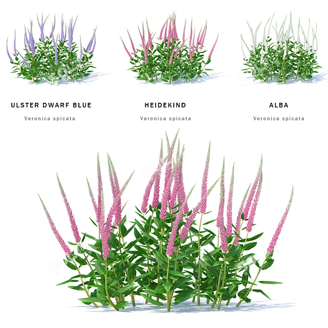 Veronica Spike Bush | Spicata Varieties 3D model image 1