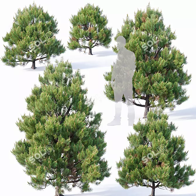 Low Poly Detailed Pine Collection 3D model image 1