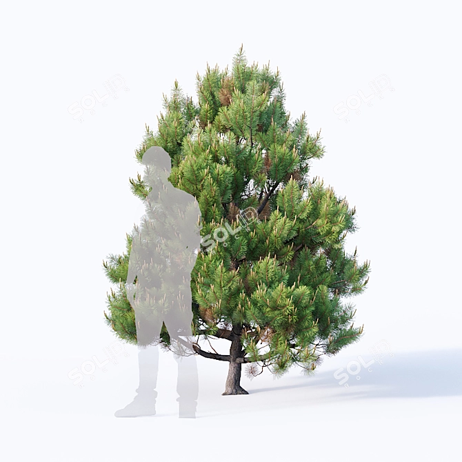 Low Poly Detailed Pine Collection 3D model image 2