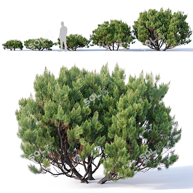 Mugo Pine Collection: 60-260cm 3D model image 2