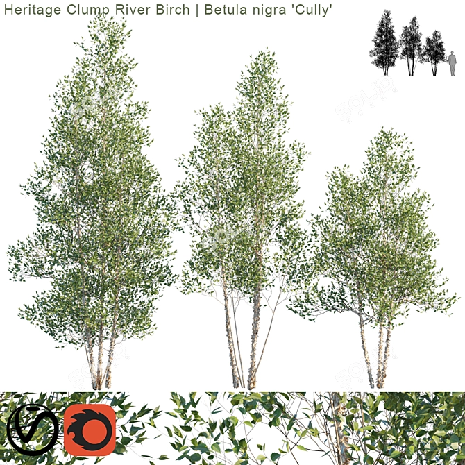 Rustic Clump River Birch | Betula nigra "Cully 3D model image 1